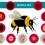 Bombus arisi alerjisi bocek alerjileri