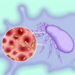 Dermatophagoides farinae alerjisi solunum (İnhalasyon) alerjileri