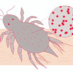 Dermatophagoides pteronyssinus alerjisi solunum (İnhalasyon) alerjileri