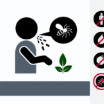 Fesleğen alerjisi solunum (İnhalasyon) alerjileri