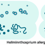 Helminthosporium alerjisi solunum (İnhalasyon) alerjileri