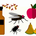 Sirke sineği alerjisi böcek alerjileri