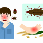 Tahıl böceği alerjisi böcek alerjileri