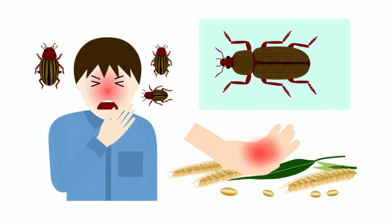 Tahıl böceği alerjisi böcek alerjileri