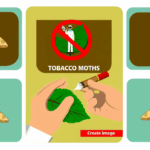 Tütün güvesi alerjisi böcek alerjileri